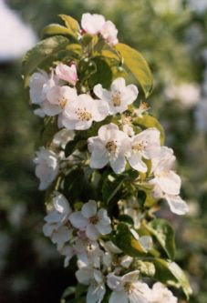 appleblossom